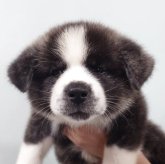 秋田犬