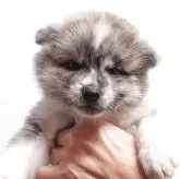 秋田犬