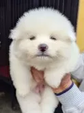 秋田犬【茨城県・男の子・2024年10月16日・白】の写真2