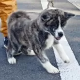 秋田犬【茨城県・女の子・2025年8月5日・虎】の写真2