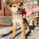 柴犬(標準サイズ)【茨城県・男の子・2024年9月25日・赤】の写真2