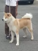 秋田犬【茨城県・男の子・2024年1月15日・赤】の写真3