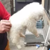 秋田犬【茨城県・男の子・2025年12月21日・白】の写真4