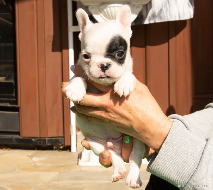 ID:2003-00114の子犬