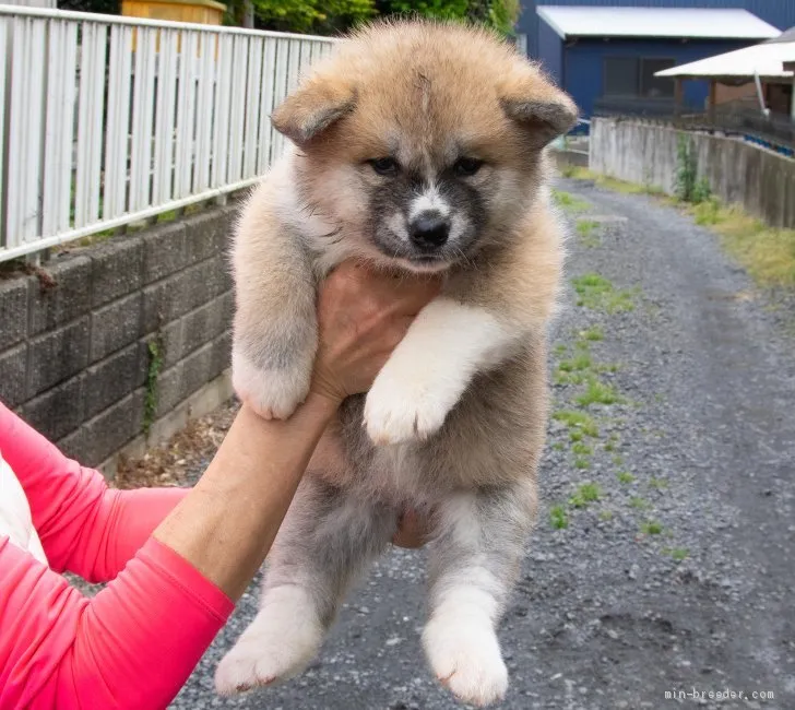 ID:1905-00095の子犬