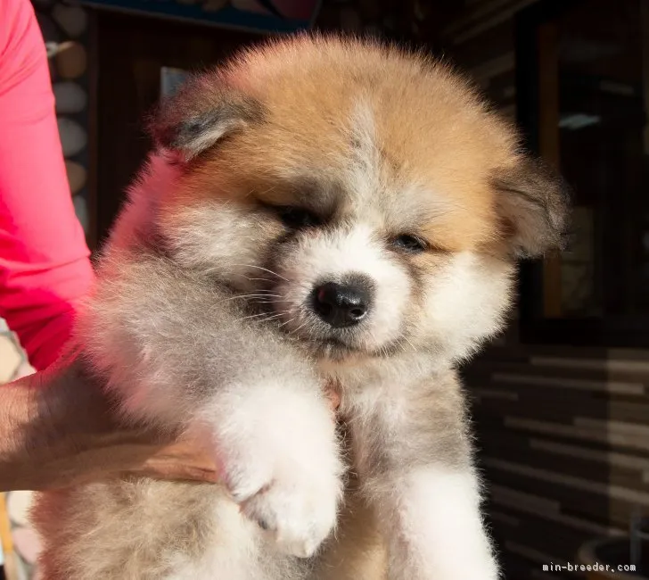 ID:1810-02834の子犬