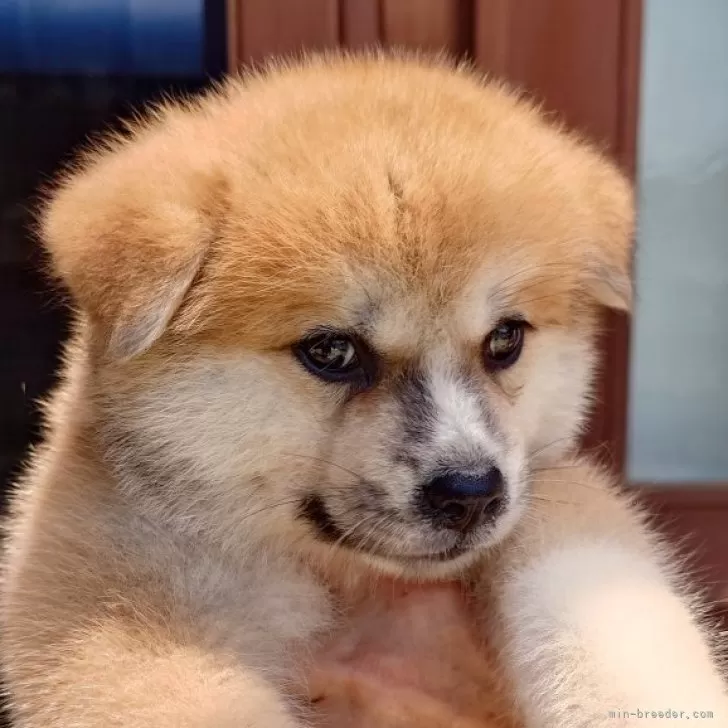 ID:2407-06360の子犬
