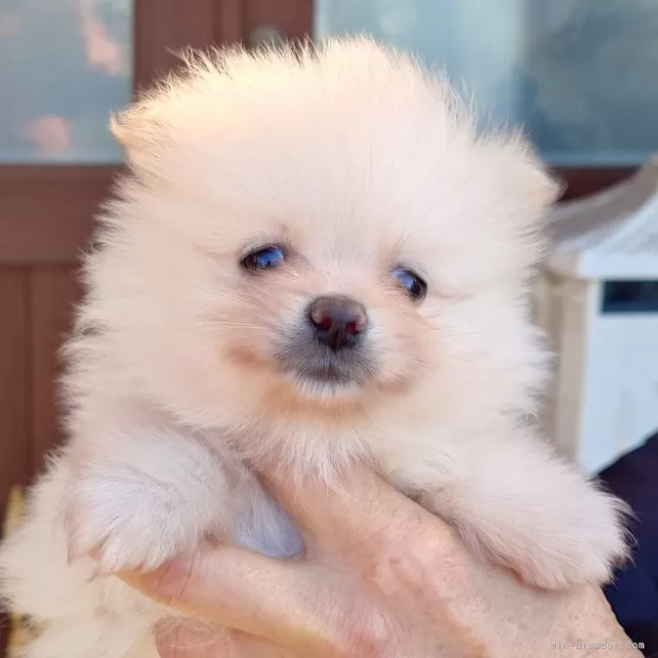 ID:2402-01713の子犬