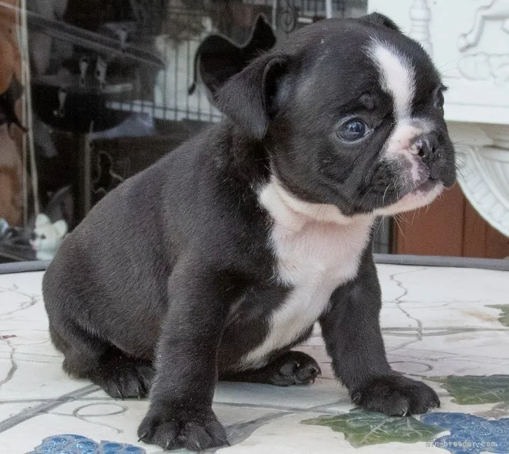 ID:2108-00415の子犬