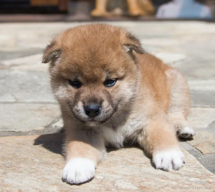 柴犬(標準サイズ)【茨城県・男の子・2018年3月16日・赤】の写真1「４月２１日撮影」