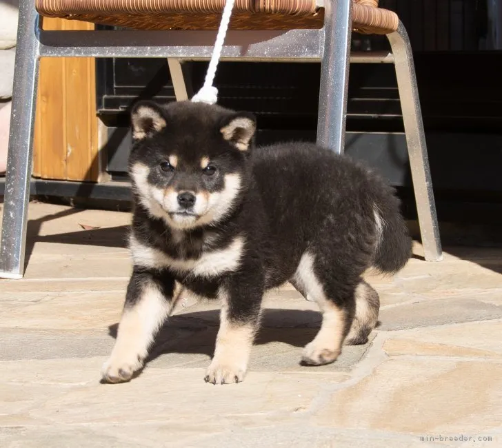 ID：1812-01762の子犬