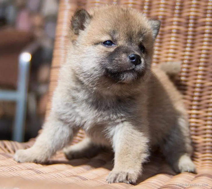 ID：1804-00467の子犬