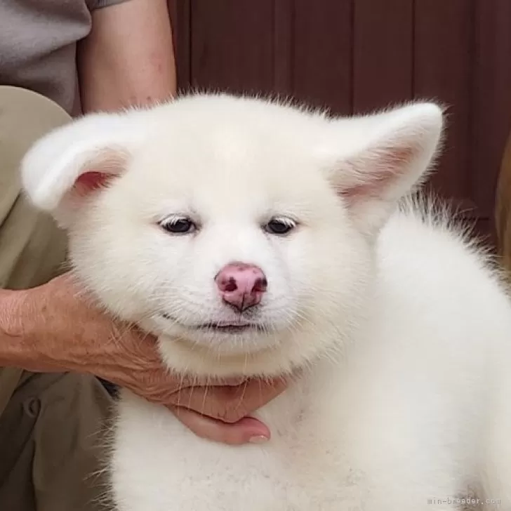 ID:2408-01931の子犬