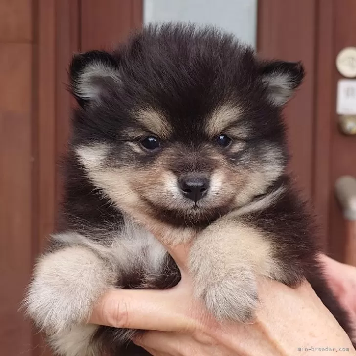ID:2406-01282の子犬