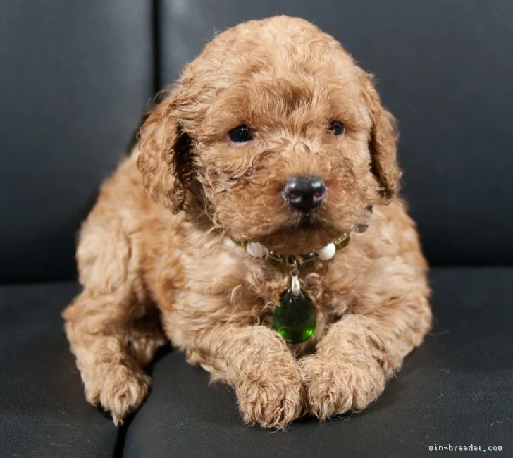 ID：1709-01839の子犬