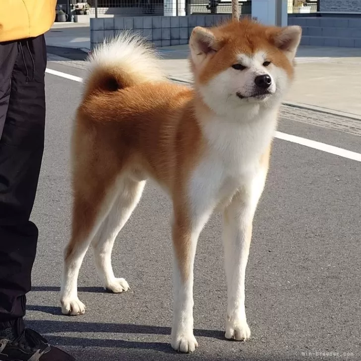 ID:2411-00497の子犬