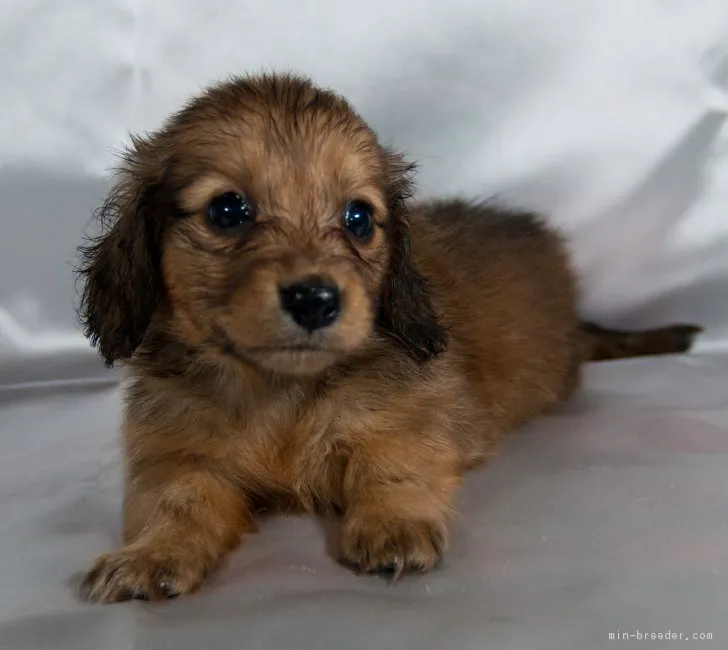 ID:1707-02485の子犬