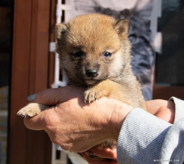 ID：2003-02156の子犬