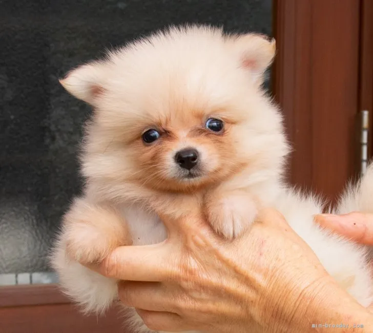 ID:2009-02475の子犬