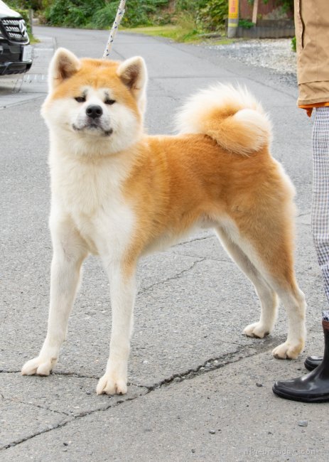 秋田犬 茨城県 男の子 15年9月8日 赤 全国展3連覇の最高血統 引退のため里親募集 みんなのブリーダー 子犬id 2102 秋田犬 茨城県 男の子 15年9月8日 赤 全国展3連覇の最高血統 引退のため里親募集 みんなのブリーダー 子犬id 2102