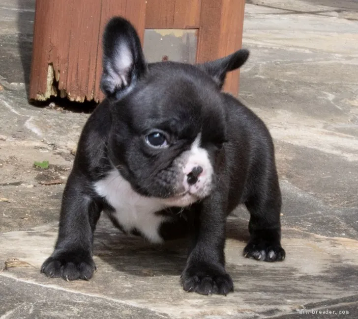apo 様のお迎えした子犬