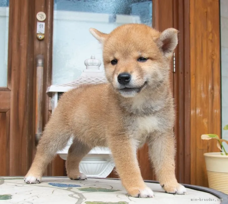 ID:1807-01485の子犬