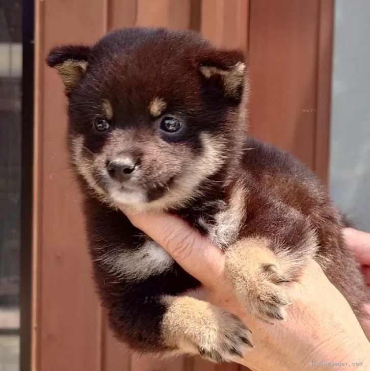 ID:2405-02732の子犬