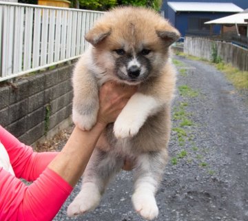 秋田犬【茨城県・女の子・2019年3月15日・赤】の写真「まん丸でおっとりとした女の子です。」
