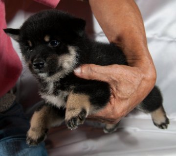 柴犬(標準サイズ)【茨城県・男の子・2017年7月13日・黒】の写真「丸々とした可愛い愛嬌のある小ぶりの子です。」