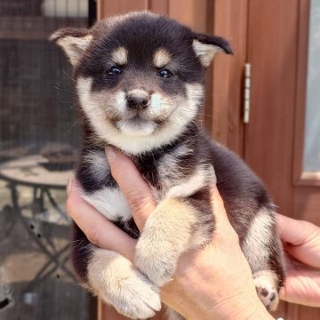柴犬(豆柴)【茨城県・男の子・2024年3月31日・黒】の写真「人懐っこく優しい性格の男の子です♪♪」