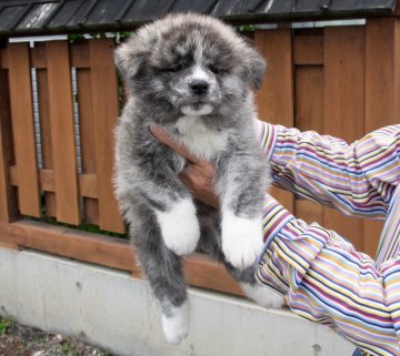 秋田犬【茨城県・男の子・2019年3月10日・虎】の写真「陽気でカワイイ男の子です」