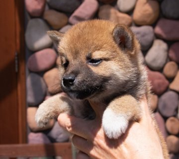 柴犬(標準サイズ)【茨城県・男の子・2019年4月6日・赤】の写真「小ぶりでかわいい男の子です」