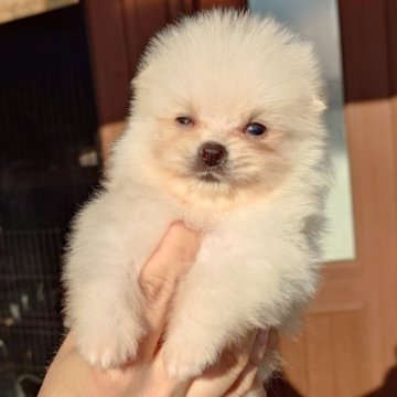 ポメラニアン【茨城県・男の子・2024年8月3日・クリーム】の写真「優しい性格のかわいい男の子です♪♪」