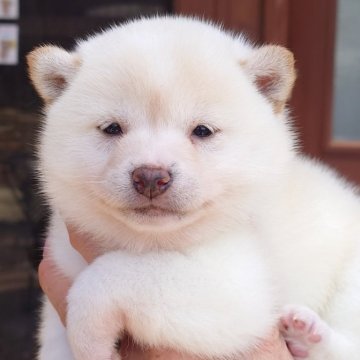 柴犬(標準サイズ)【茨城県・女の子・2024年3月4日・白】の写真「温厚で優しい性格の女の子です♪♪」