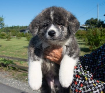 秋田犬【茨城県・男の子・2018年7月30日・虎】の写真「虎毛の最高の男の子です。」