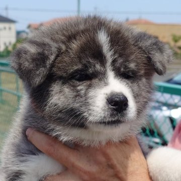 秋田犬【茨城県・男の子・2024年3月30日・虎】の写真「人懐っこく明るい性格の男の子です♪♪」