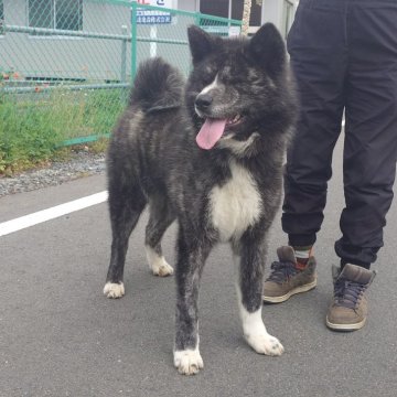 秋田犬【茨城県・男の子・2023年8月13日・虎】の写真「人懐っこく元気いっぱいの男の子です♪♪」