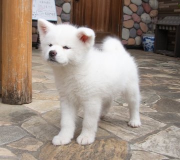 秋田犬【茨城県・女の子・2019年1月13日・白】の写真「カード払いOK!!　おっとりした可愛い女の子です。」