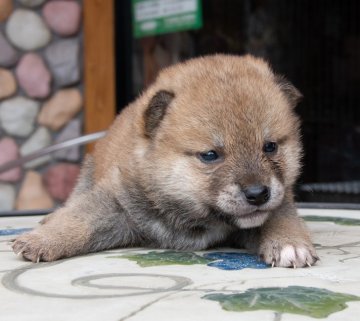 柴犬(標準サイズ)【茨城県・男の子・2019年3月3日・赤】の写真「陽気でカワイイ男の子です。」