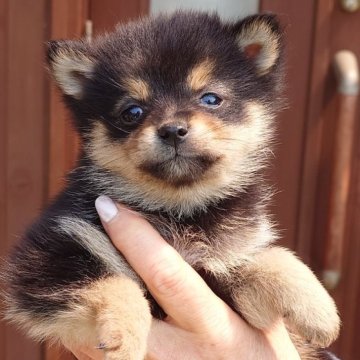 柴犬(豆柴)【茨城県・女の子・2024年2月18日・黒】の写真「人懐っこく元気な性格の女の子です♪」