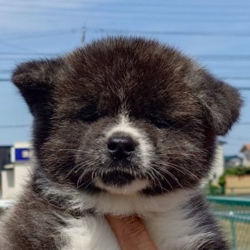 秋田犬【茨城県・男の子・2024年3月30日・虎】の写真「元気いっぱいで陽気な性格の男の子です♪」