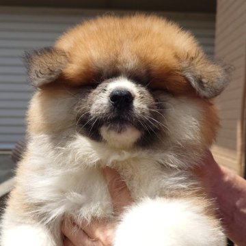 秋田犬【茨城県・女の子・2024年3月30日・赤(長毛)】の写真「フワフワもこもこの可愛い女の子です♪♪」