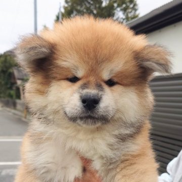 秋田犬【茨城県・女の子・2024年8月17日・赤(長毛)】の写真「ふわふわモコモコの可愛い女の子です♪」