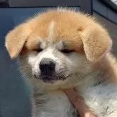 秋田犬【茨城県・男の子・2024年5月13日・赤】の写真1