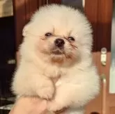 ポメラニアン【茨城県・男の子・2024年8月3日・クリーム】の写真1