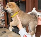 柴犬(標準サイズ)【茨城県・男の子・2020年9月13日・赤】の写真3「１１月９日撮影」