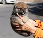 柴犬(標準サイズ)【茨城県・男の子・2024年9月25日・赤】の写真3