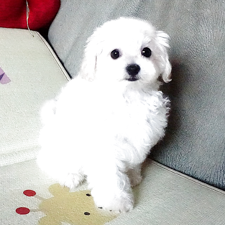 ブリーダー画像