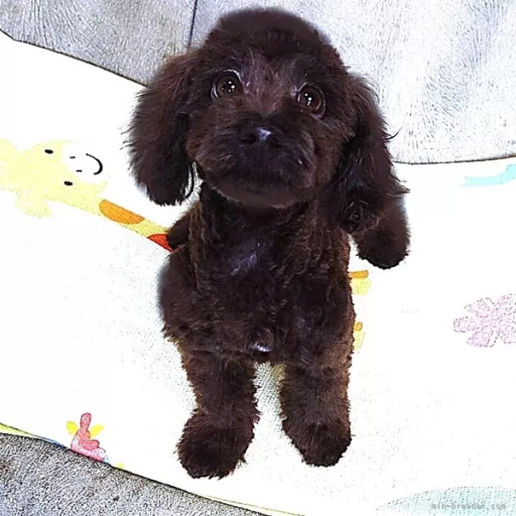 ダップー(トイプードル×ダックスフンド)【熊本県・女の子・2025年4月18日・ブラックソリッド】の写真1「他と比べると大きく可愛い目が特徴の子で全身ブラックです。」