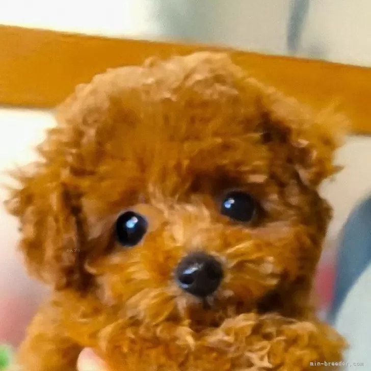 ID:2501-02853の子犬